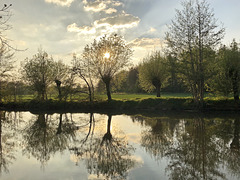 Abendliche Niederrheinlandschaft mit Kopfweiden