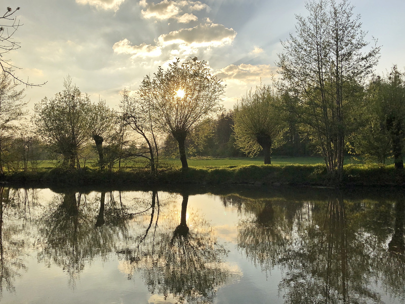 Abendliche Niederrheinlandschaft mit Kopfweiden