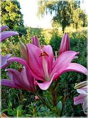 Au jardin avec notes
