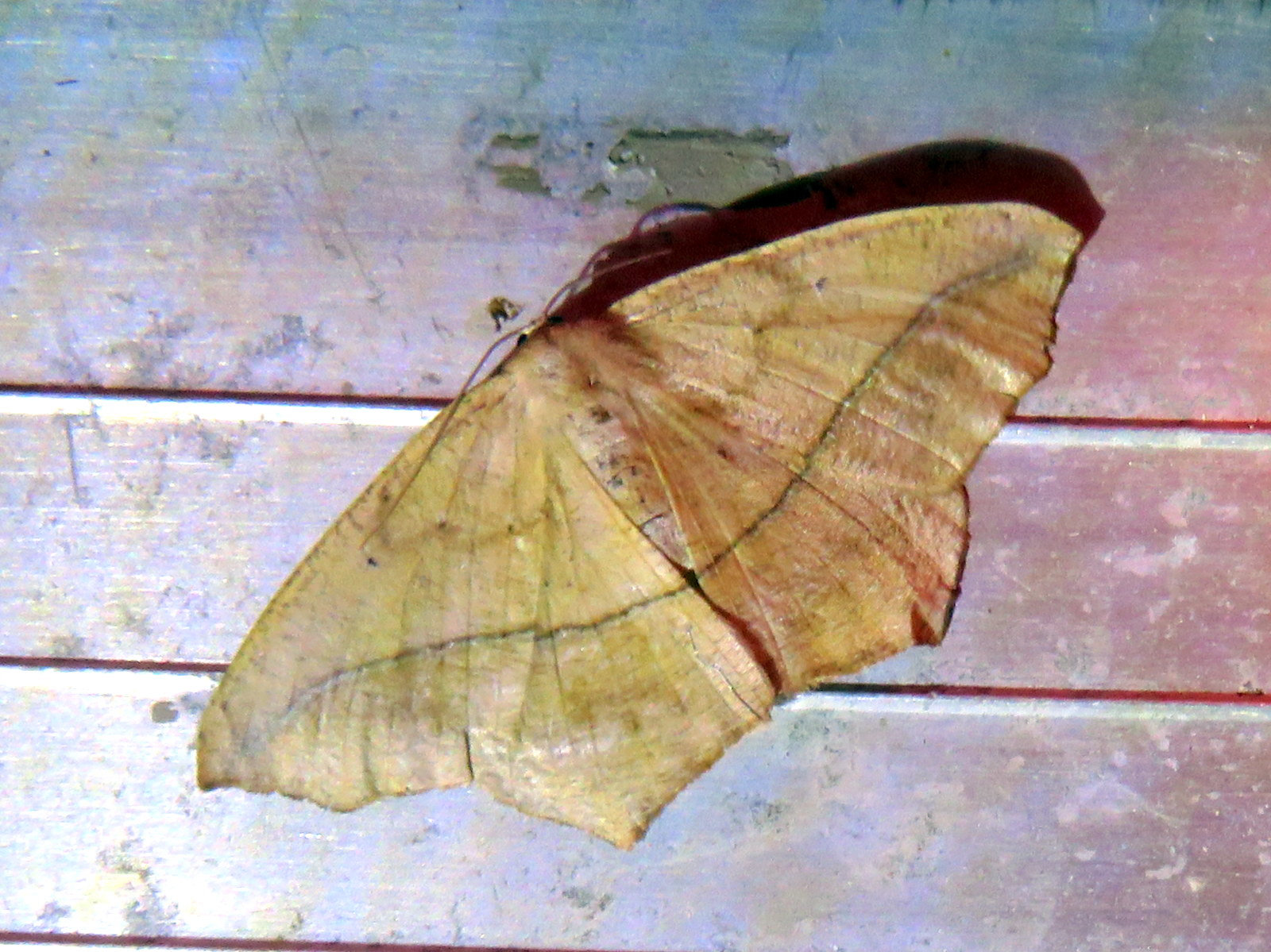 Large Maple Spanworm (Prochoerodes lineola)