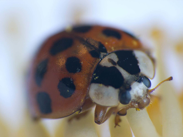 Ladybird (5)