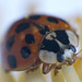 Ladybird (5)