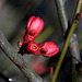 It's Budding Season in Berlin! (PIP)