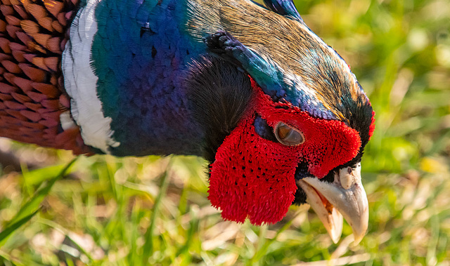 Pheasant