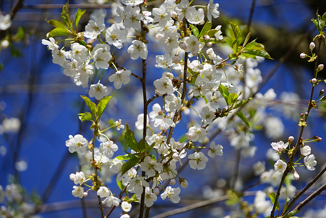 Kirschblüten