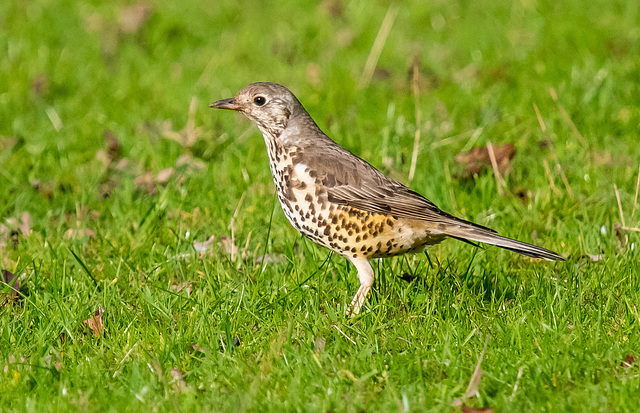 Mistle thrush