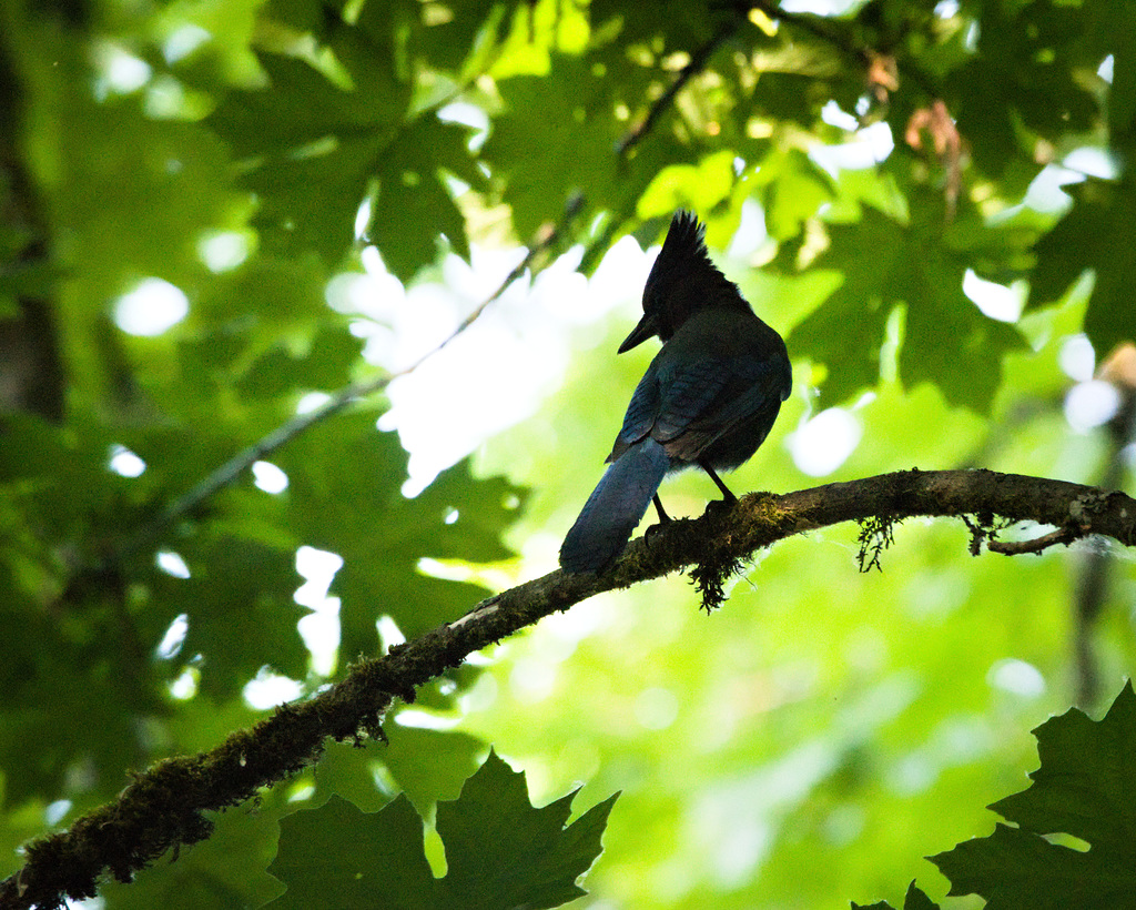 Steller's Jay