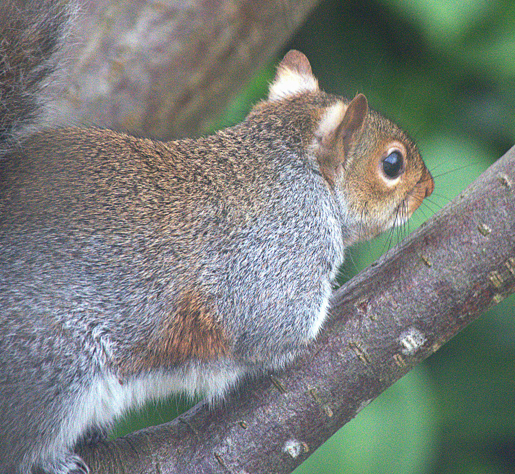 Squirrel By My Window!!