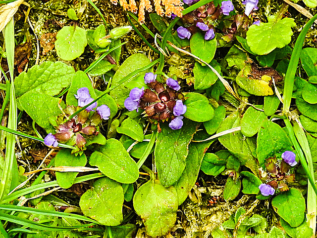 20230713 1809CPw [D~LIP] Gemeine Braunelle (Prunella vulgaris), Bad Salzuflen