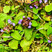 20230713 1809CPw [D~LIP] Gemeine Braunelle (Prunella vulgaris), Bad Salzuflen