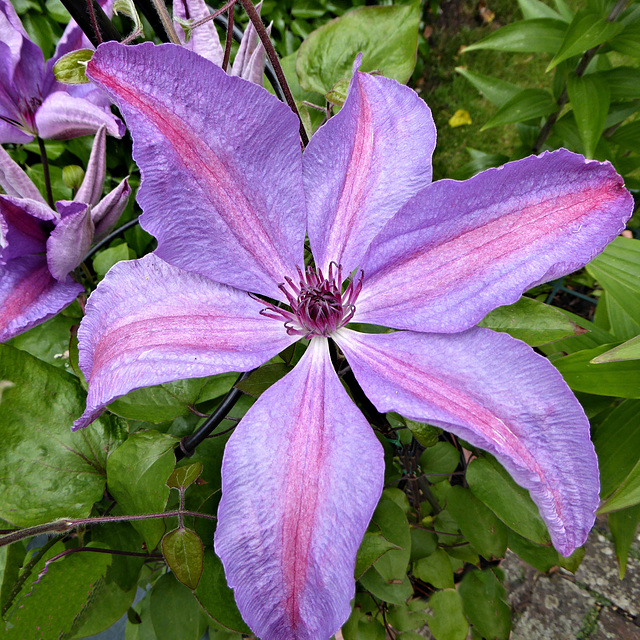 Clematis Wedding Anniversary in flower