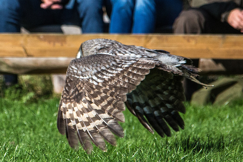 20151010 9191VRAw [D~H] Bartkauz (Strix nebulosa), Wisentgehege, Springe-Deister