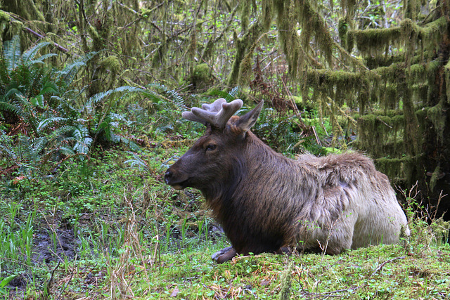 Roosevelt Elk