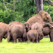 Sex in the ... Minneriya National Park, Sri Lanka