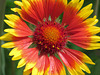 Gaillardia