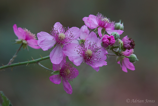 Bramble bloom