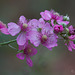 Bramble bloom