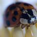 Ladybird (6)