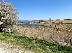 Spaziergang am Weiher