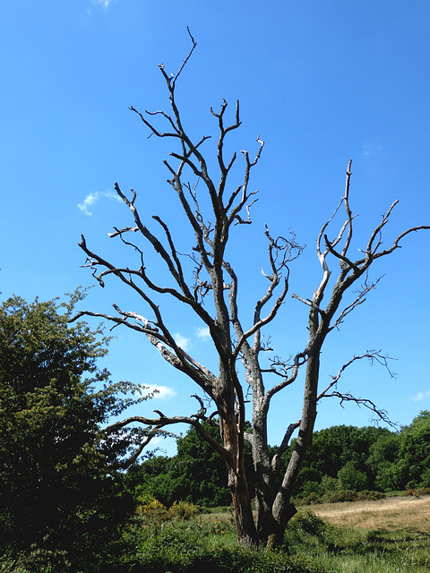 Dead Tree