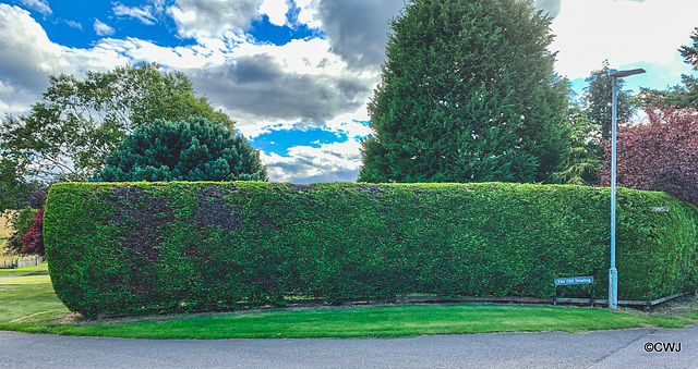 Hedge-trimming is a major annual exercise!