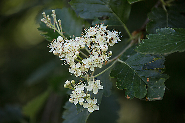 20200527 3970VRAw [D~LIP] Weißdorn (Crataegus agg) [Rotdorn], [Hagedorn], UWZ, Bad Salzuflen