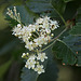 20200527 3970VRAw [D~LIP] Weißdorn (Crataegus agg) [Rotdorn], [Hagedorn], UWZ, Bad Salzuflen