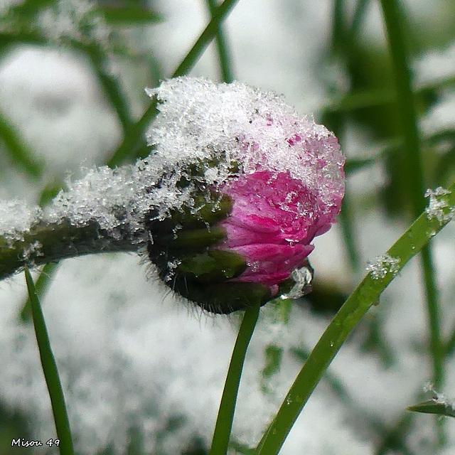 Mon jardin sous la neige