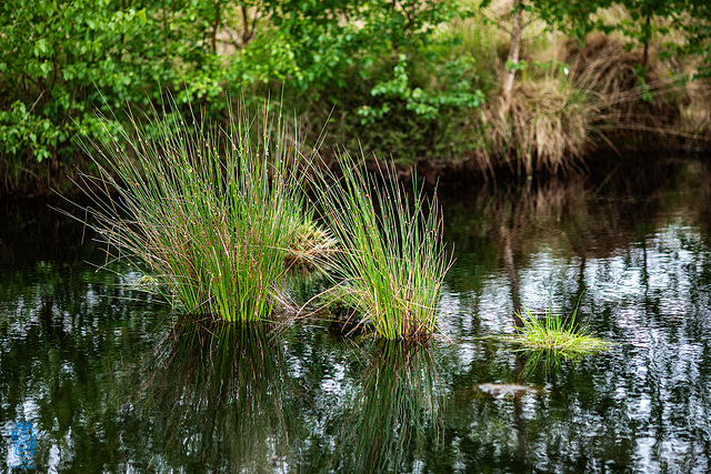 Naturschutzgebiet Theikenmeer