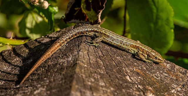 Common lizard