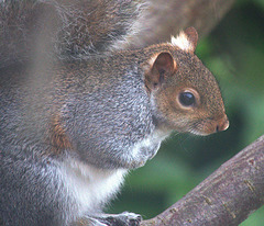 Squirrel By My Window!!