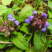 20230713 1810CPw [D~LIP] Gemeine Braunelle (Prunella vulgaris), Bad Salzuflen