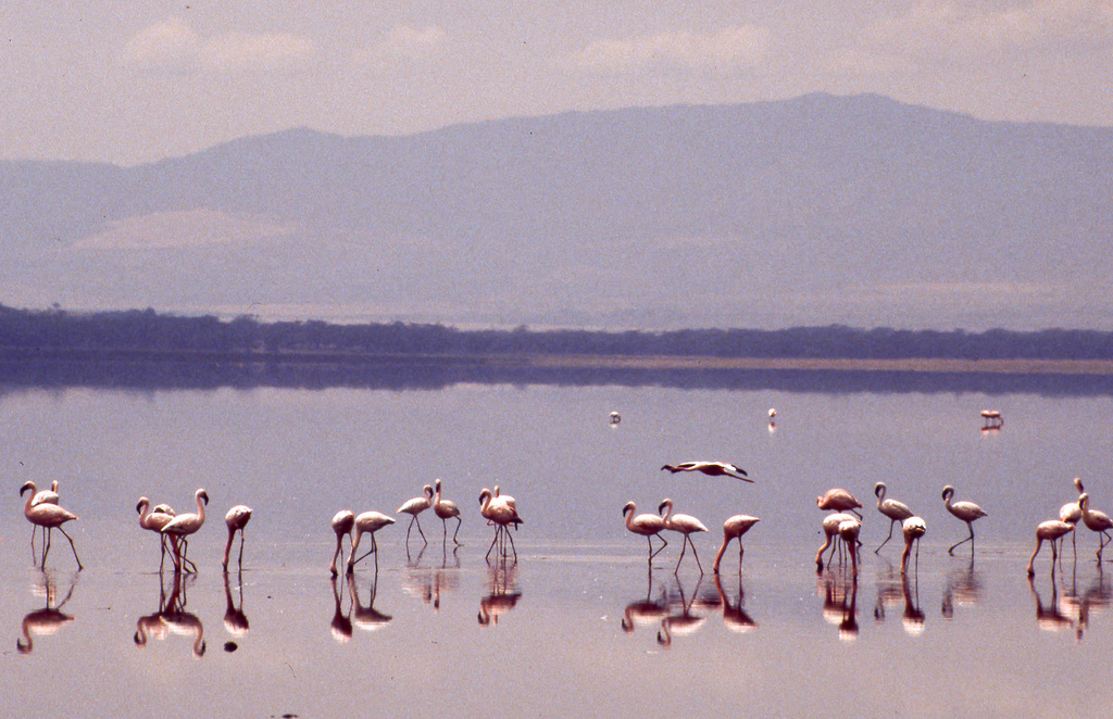Flamingos on Lake Nakuru