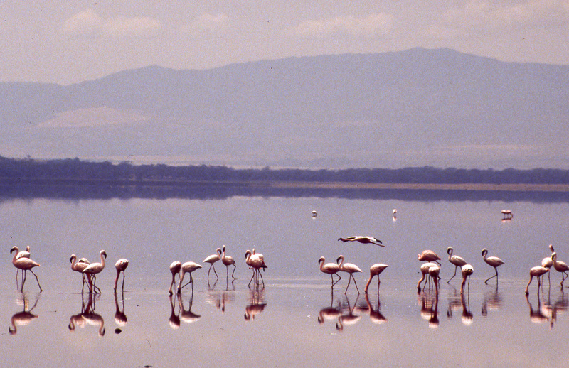 Flamingos on Lake Nakuru