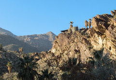 Palm Springs Andreas Canyon (5114)
