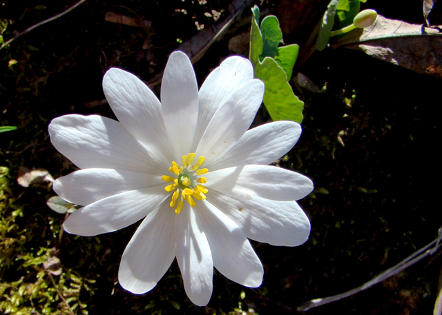 Bloodroot Flower