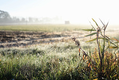 Morning mist