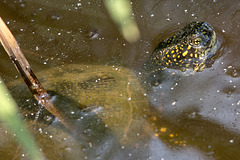 20150524 8116VRTw [F] Europäische Sumpfschildkröte (Emys orbicularis), Marais du Vigueirat, [Mas-Thibert] Camargue