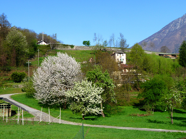 Flowering