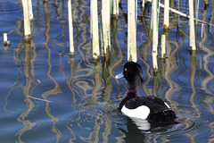 EOS 60D Unknown 09 28 25 2381 TuftedDuck dpp