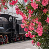 flowers and steam