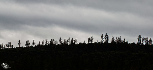 Pictures for Pam, Day 148: SSC: Tree Silhouettes