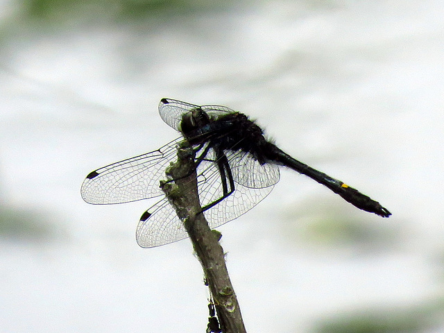 Black Meadowhawk