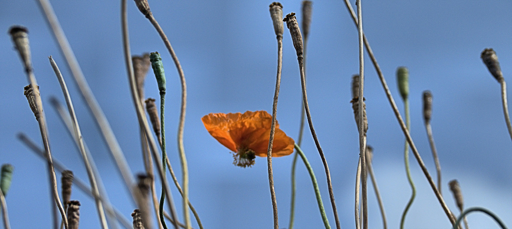 Poppies.....Up There!!