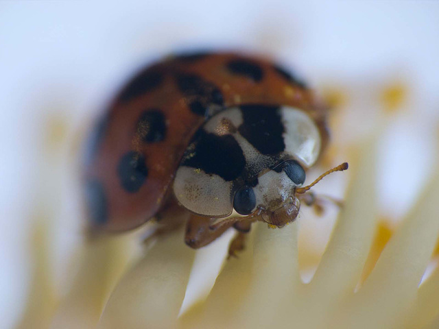 Ladybird (7)