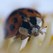 Ladybird (7)