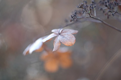 DSCF1445