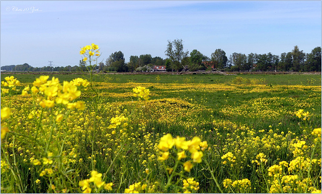 Meadow view in Yellow...