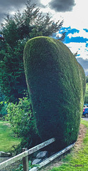 Hedge-trimming is a major annual exercise!