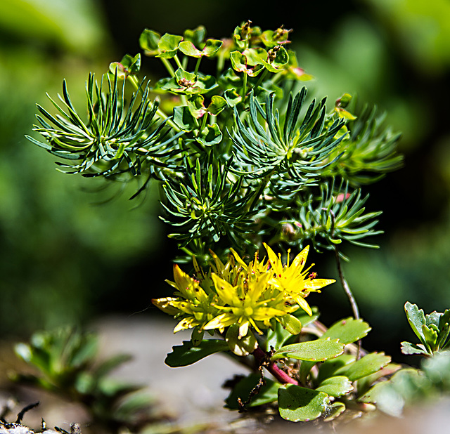 20200527 3978VRAw [D~LIP] Zypressen-Wolfsmilch (Euphorbia cyparissias), Dickblatt (Crassula marnieriana), UWZ, Bad Salzuflen